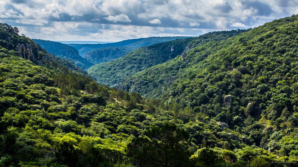 La Procuraduría Ambiental de Guanajuato abrió la convocatoria Haciendo Eco por el Planeta para reconocer acciones ambientales; cierra el 22 de mayo.