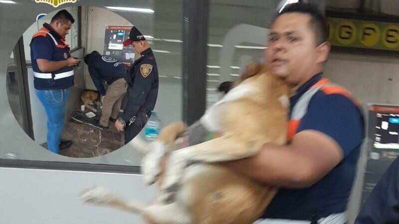 Perrito herido es rescatado en Metro Indios Verdes