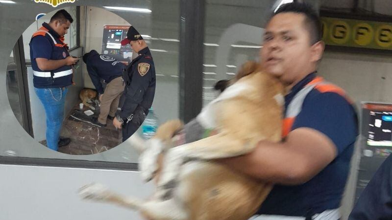 Perrito herido es rescatado en Metro Indios Verdes