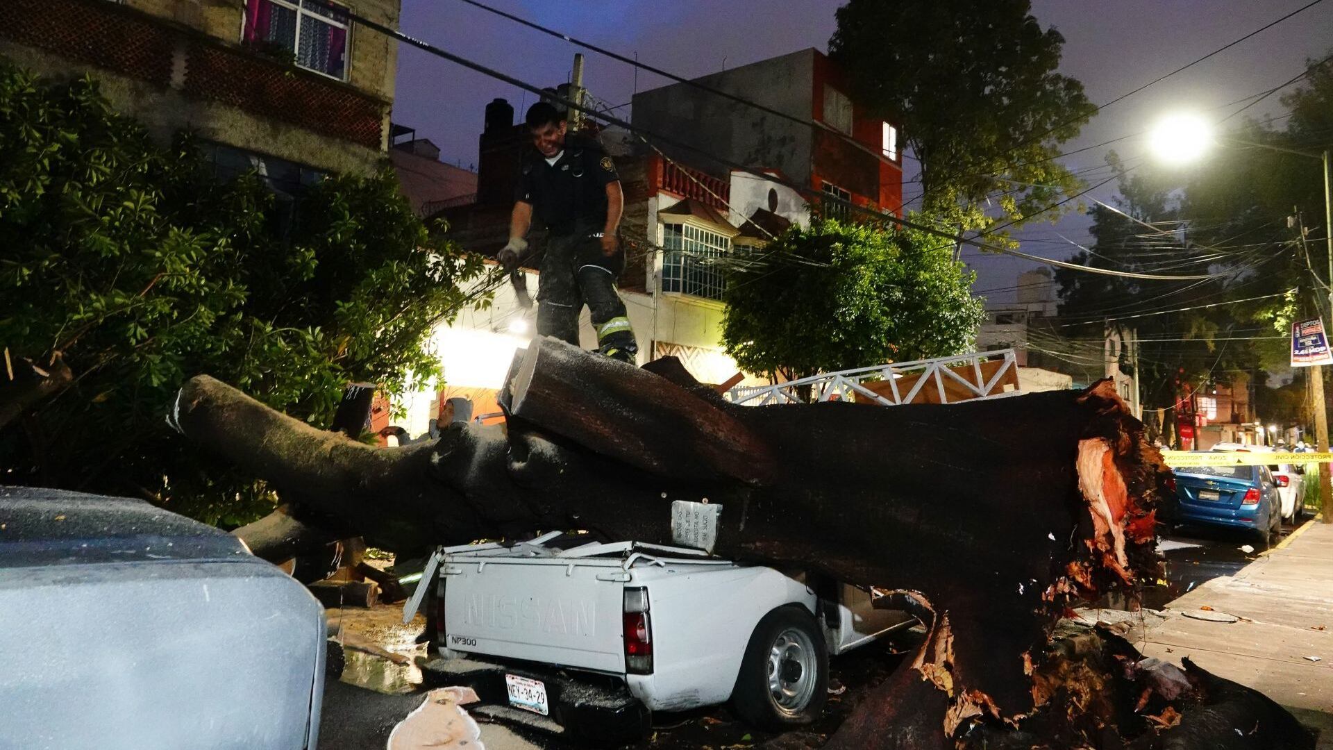 ¿Cuánto vale un árbol? Que dinero para talarlos llegue a las alcaldías