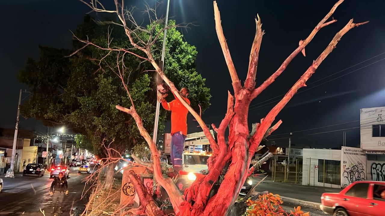 Caen 4 árboles en la capital queretana