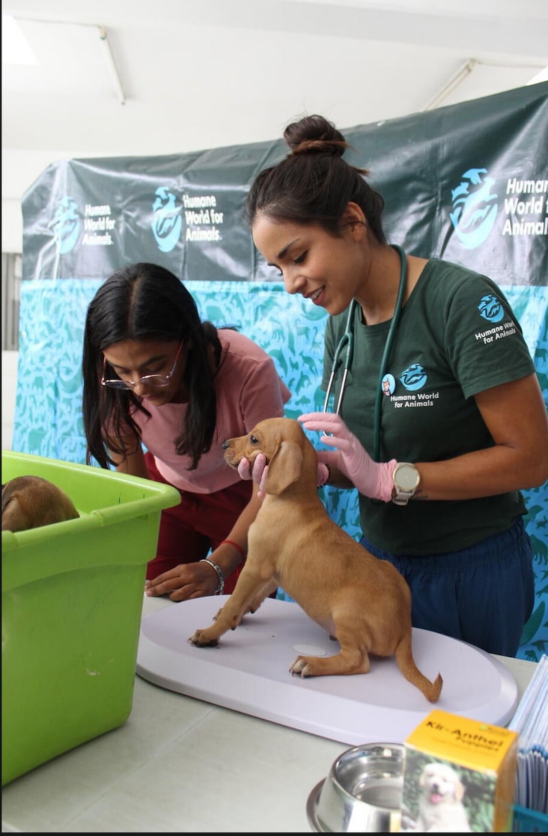Médico veterinario