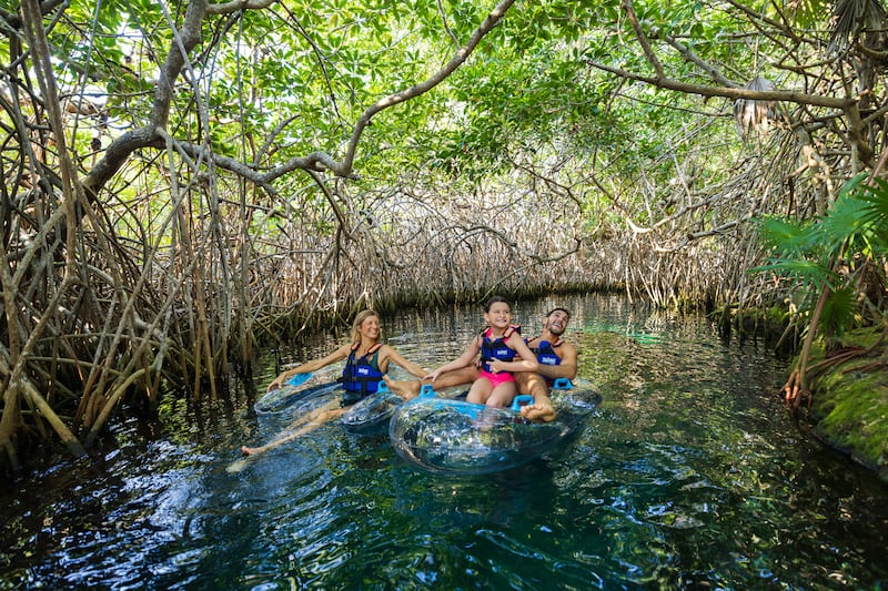 Conoce más acerca de una de las especies más valoradas por la cultura maya en el Festival de la Abeja Melipona que se celebra en Xel Ha