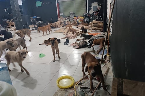 Denuncian irregularidades en sacrificios de animales en el Centro de Bienestar de Cancún