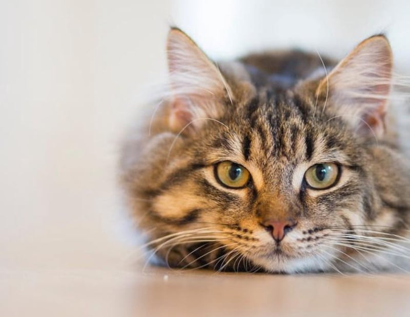 gato