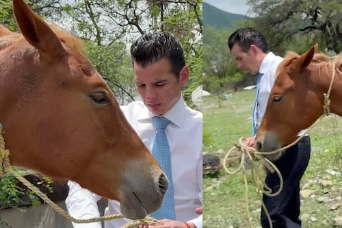 Tras reportes ciudadanos, Mike Flores rescata yegua herida en La Rioja