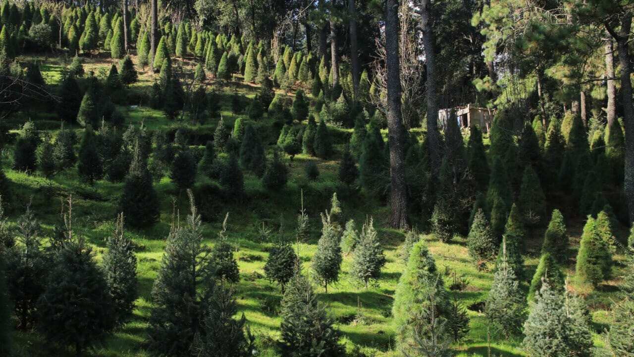 Tlalpan Árboles de Navidad