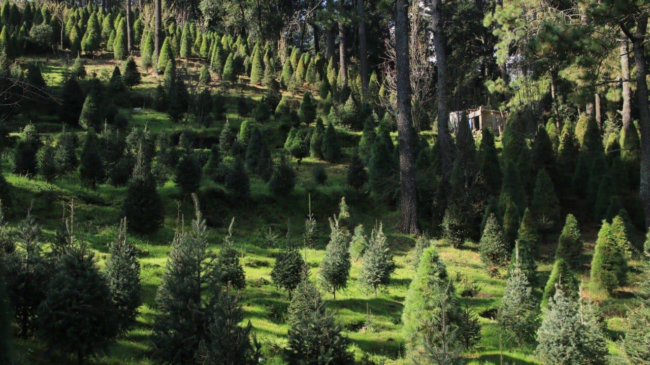 Tlalpan Árboles de Navidad