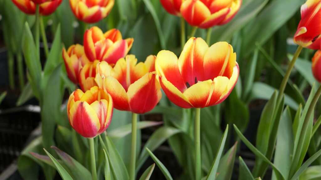 Tulipanes