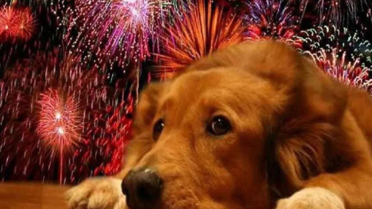Cómo calmar a tu mascota del ruido de los pirotécnicos: Consejos básicos