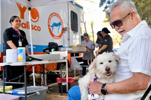 Refuerzan campaña gratuita de salud para mascotas; Van por un millón de vacunas antirrábicas
