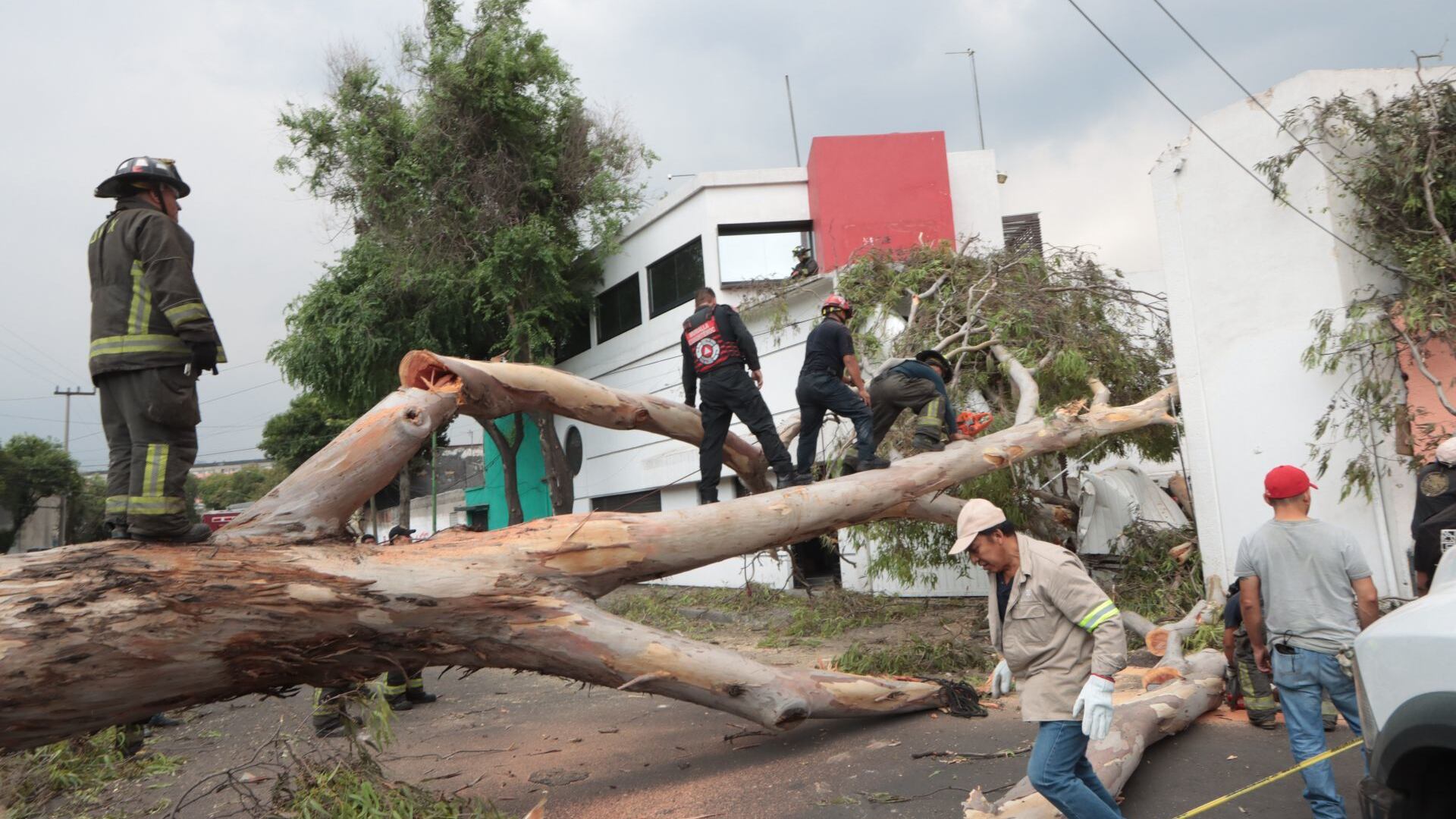 Un gran árbol cayó sobre una empresa, en la calle de Saturno y Eje de Guerrero, en la colonia Guerrero, alcaldía Cuauhtémoc. Bomberos tuvieron que utilizar motosierras para cortar al ejemplar.