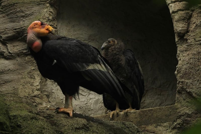 Cóndores nacidos en Chapultepec serán liberados en Baja California