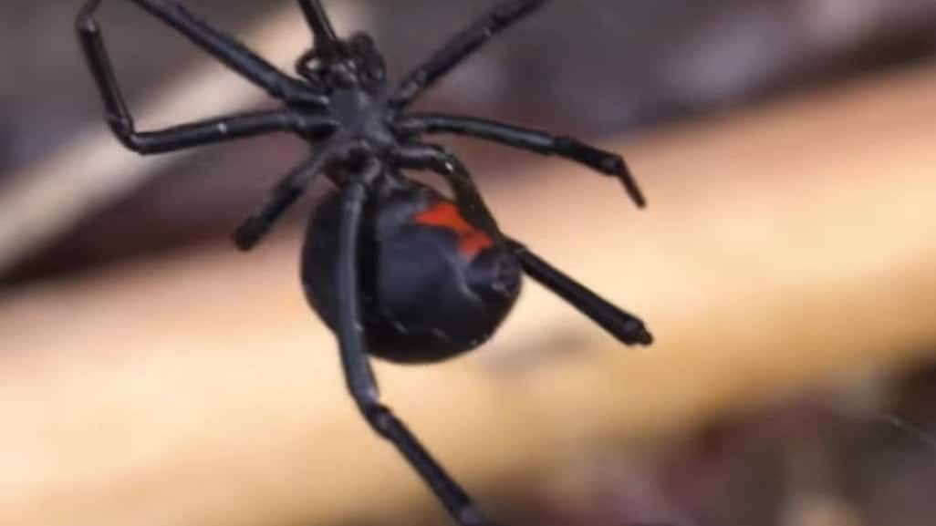 El IMSS informó que se le brindó la atención prioritaria dada su reacción alérgica.