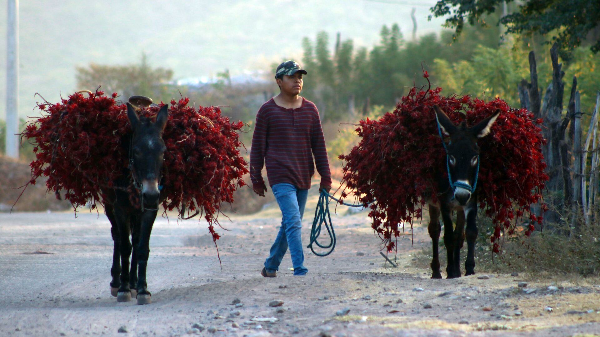 Cuidado animal se acerca a quedar plasmado en la Constitución