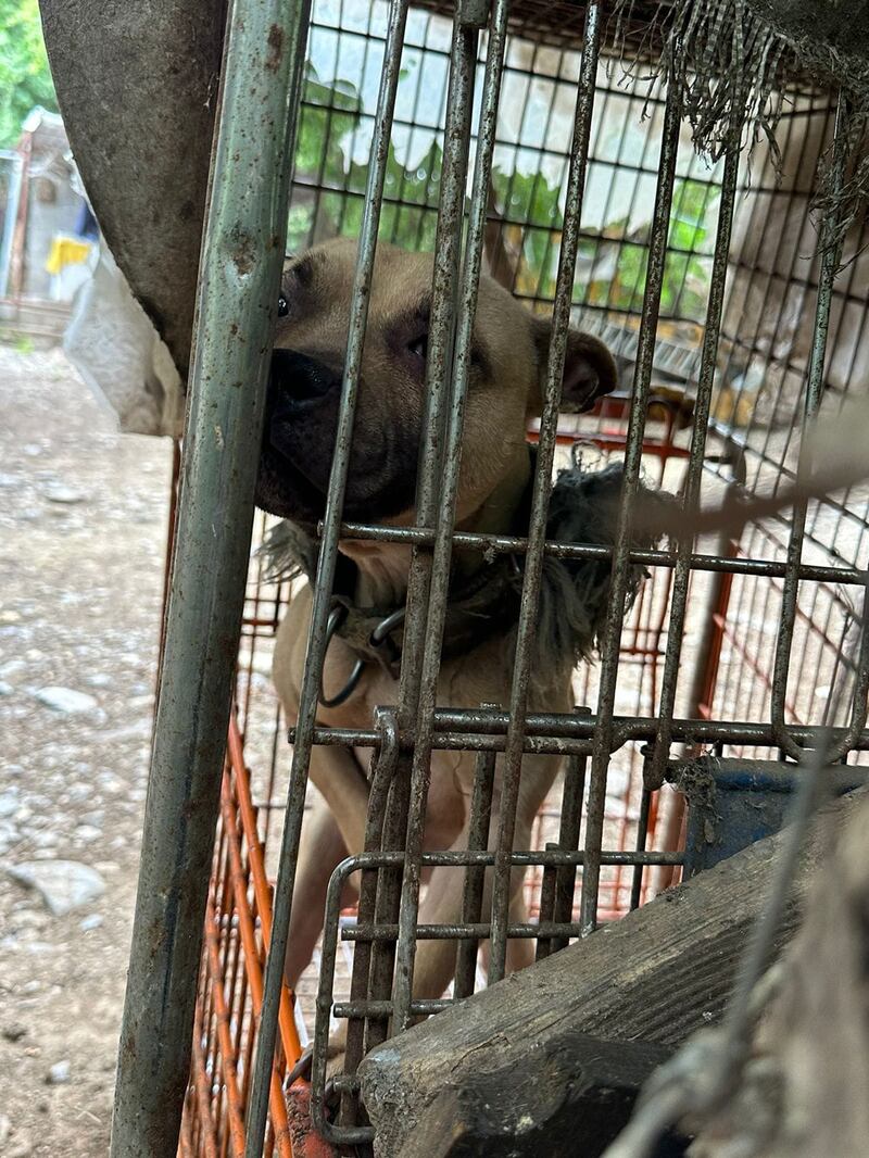 Algunos perritos estaban dentro de jaulas muy pequeñas.