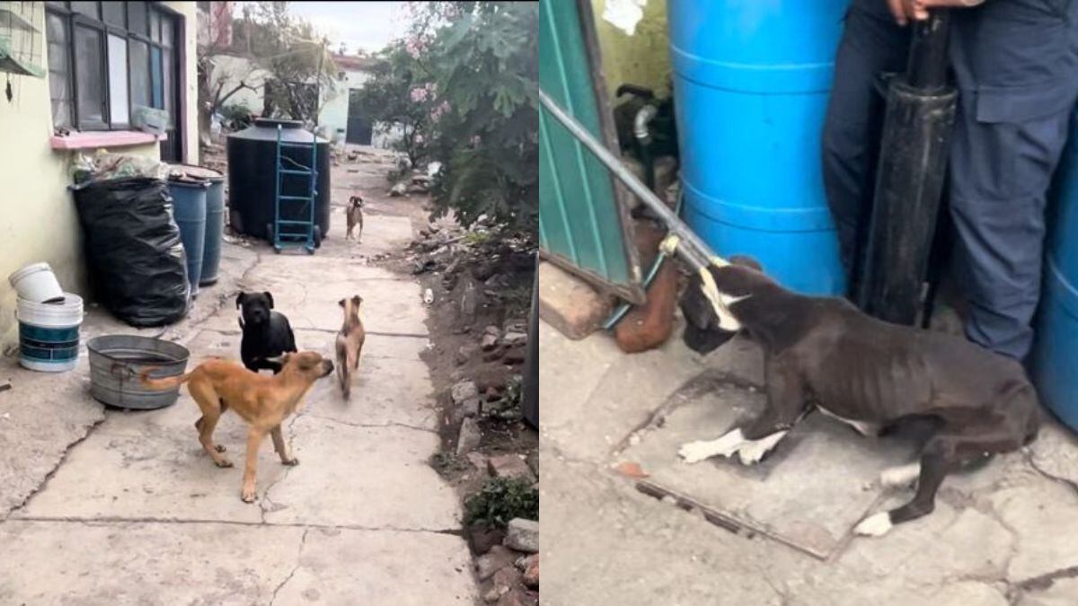 Rescatan a 10 perros desnutridos en Ecatepec.