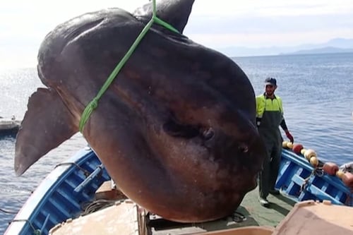 ¡Impresionante! Enorme pez luna es capturado en España, pesa casi 2 mil kilos