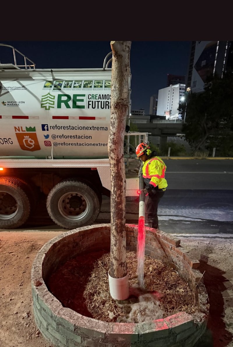 Las especies plantadas son especies nativas.