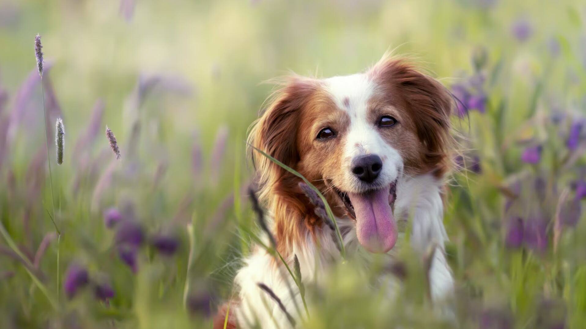 Las mascotas son lo más preciado