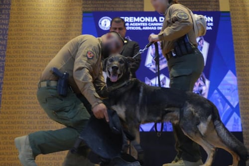 ¡Misión cumplida!: Jubila Fiscalía de Guanajuato a seis agentes caninos K-9 tras años de servicio
