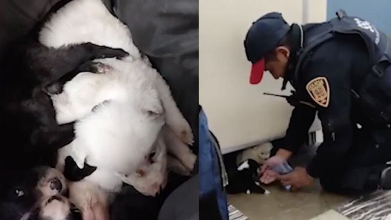 Policías rescatan cuatro perritos abandonados en Metro Indios Verdes