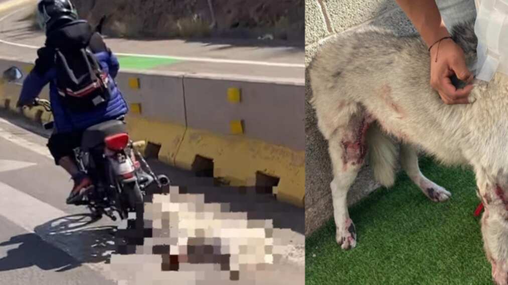 'Blanca' se encuentra bajo cuidados médicos de la doctora veterinaria Sofía Macarty.