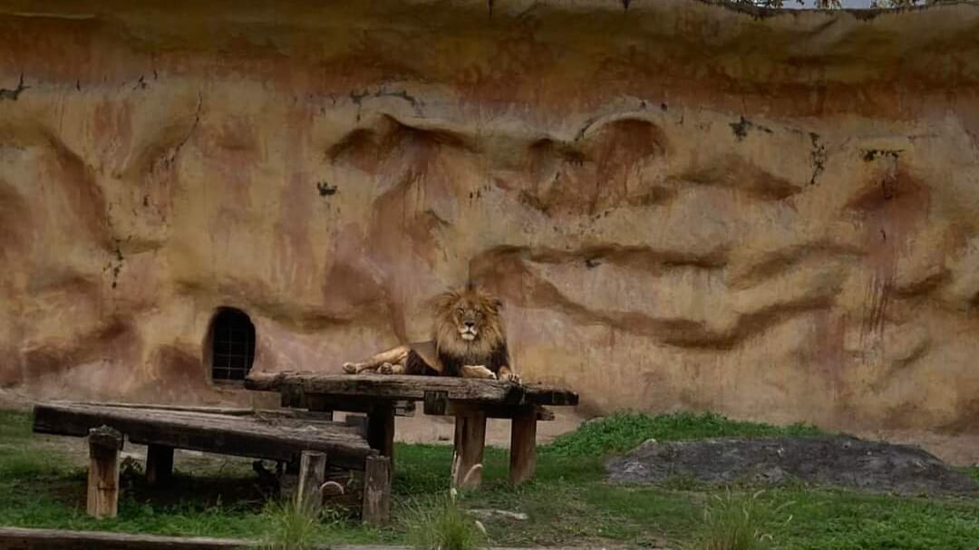 El proceso de reubicación de fauna de La Pastora se realiza desde hace ocho años.