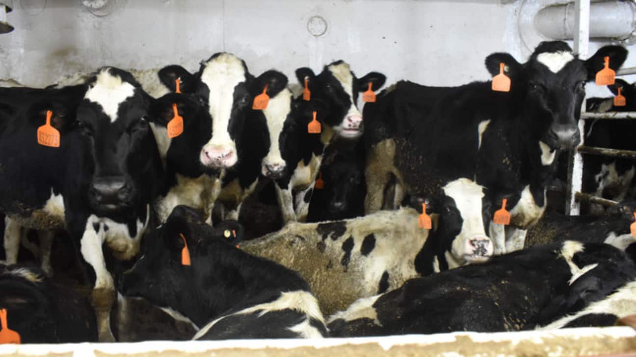 ganado gusano barrenador