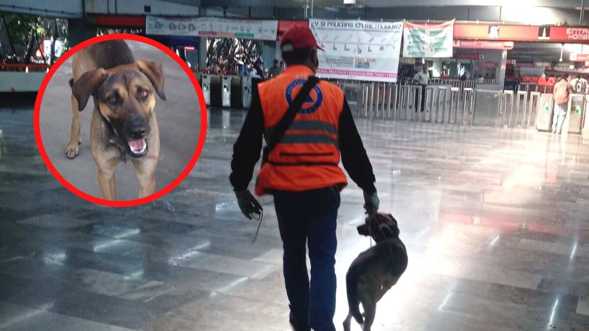 ¡Héroes sin capa! Rescatan a 'lomito' de las vías del Metro