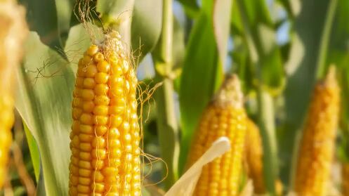 El pasado 2 de junio el gobierno estadounidense dio a conocer que tomaba la vía de consultas del capítulo 31 del T-MEC.