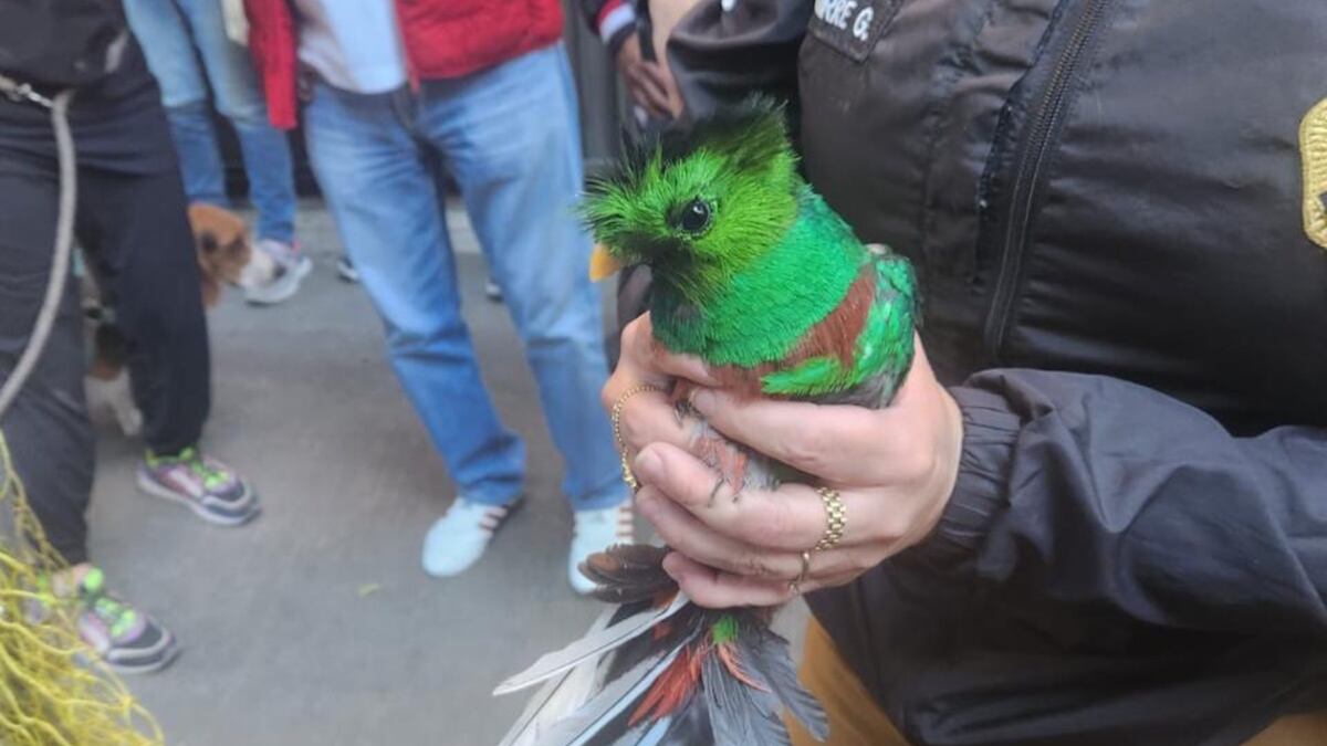 La especie animal fue rescatada de la parte alta de un árbol de nueve metros. (@rbksokol)