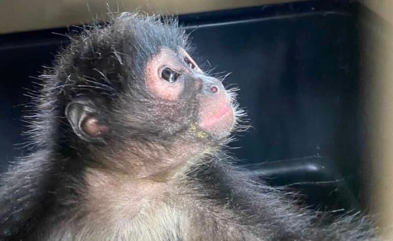 La especie se encontraba bien de salud. (Especial)