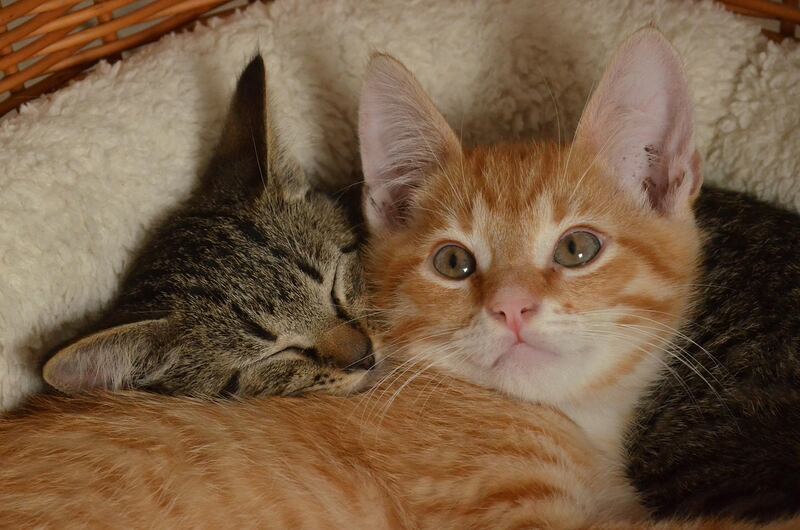 gatos
