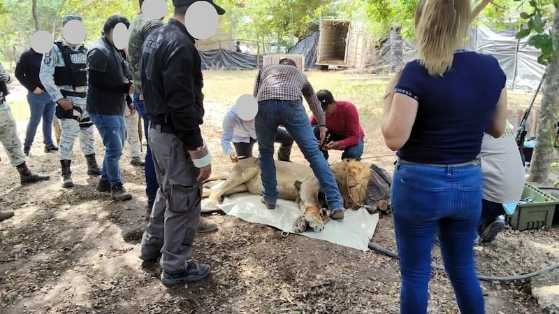 Rescate de leones en predio en el municipio de Tuxpan, Nayarit