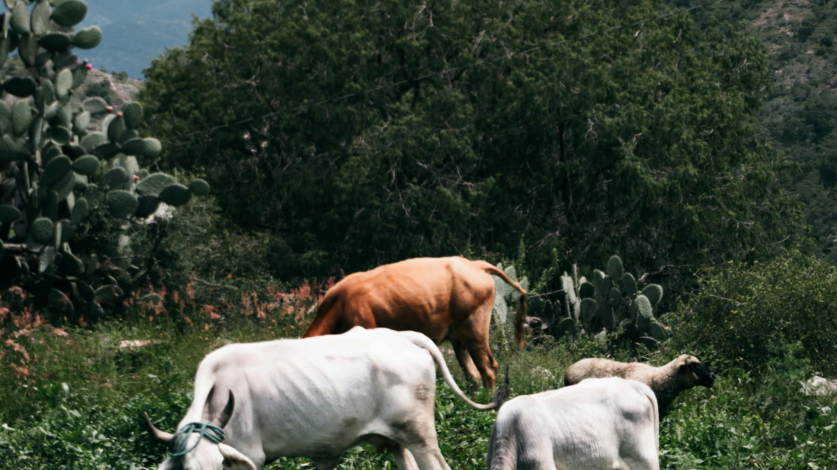 Destinarán 40 mdp para combatir enfermedades en el campo y ganado de Querétaro
