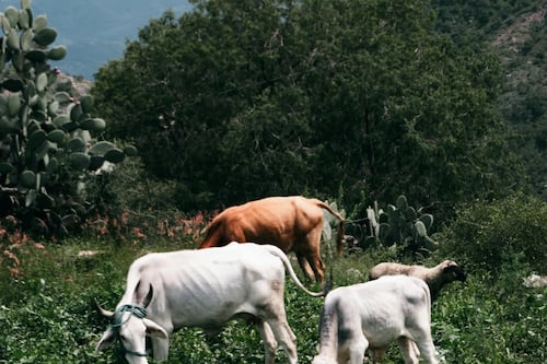 Destinarán 40 mdp para combatir enfermedades en el campo y ganado de Querétaro