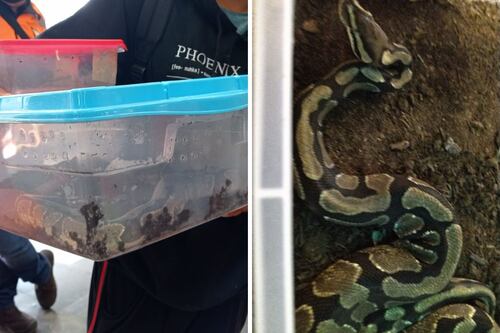 Detienen a pasajero por transportar una serpiente en estación Universidad del Metro CDMX