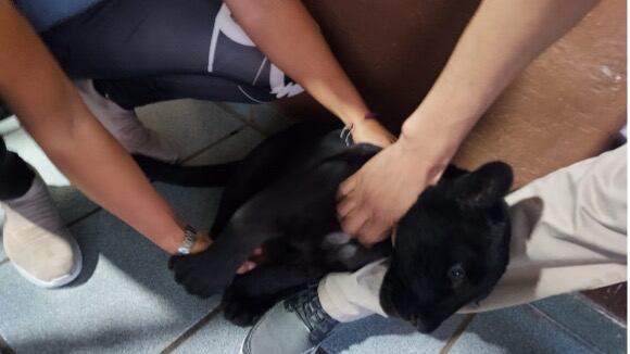 Profepa recata a puma bebé en Tepatitlán, Jalisco