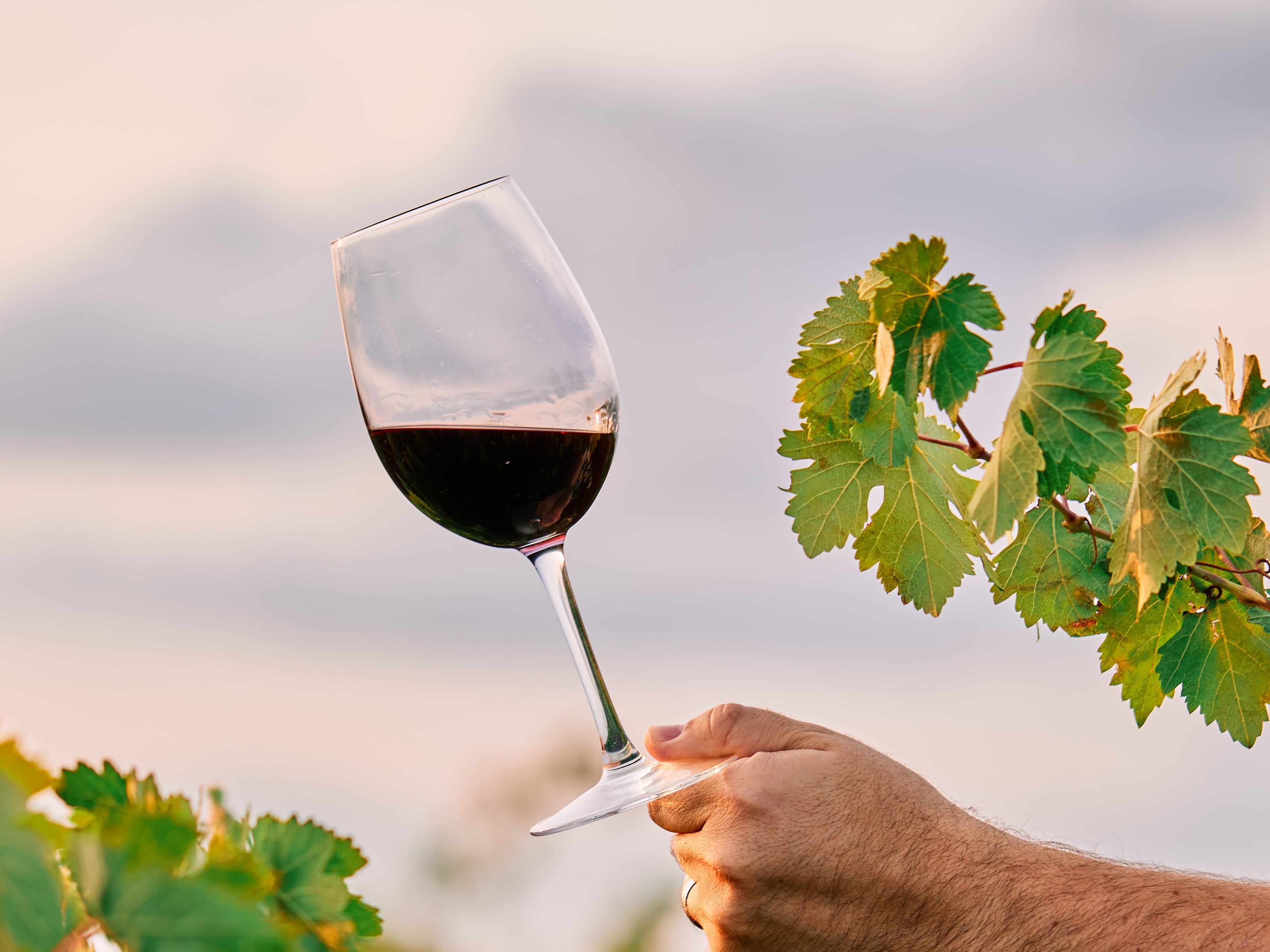 Presenta el carácter y la complejidad que distinguen a sus bodegas.