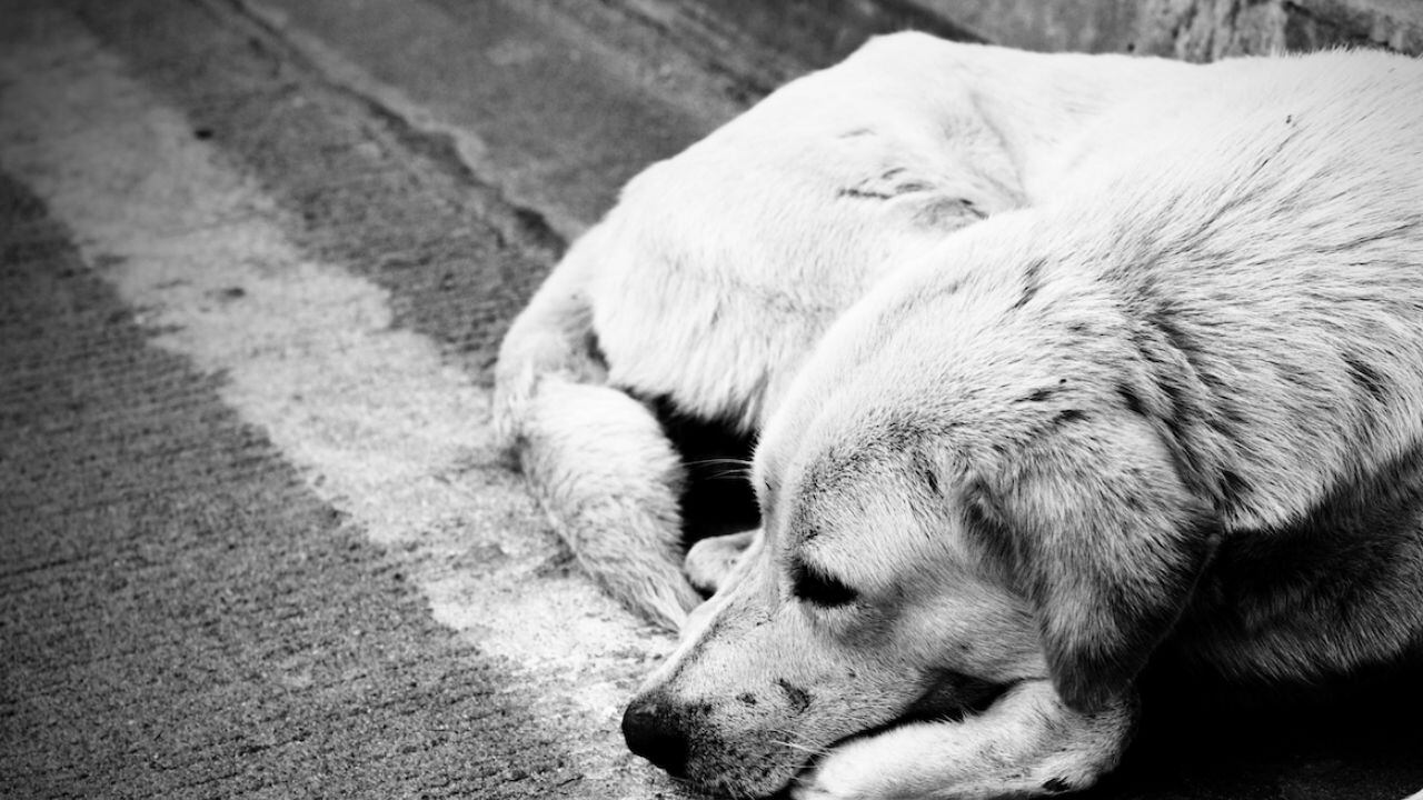 Zafiro: Acompañado de su madre, sujeto ataca con machete a perrita en Ixtapaluca