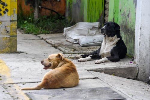 Proponen multas de hasta 22 mil pesos para conductores que dejen morir animales tras atropellarlos