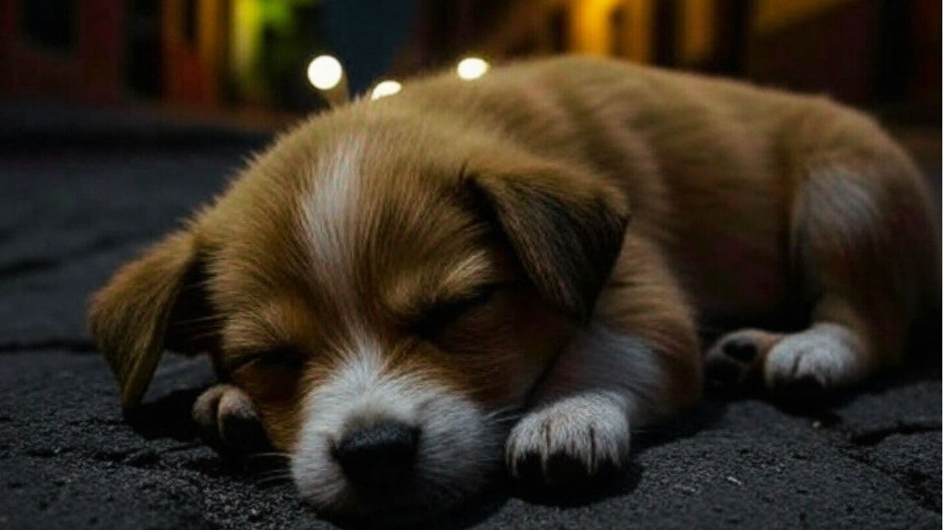 Perrito es asesinado a balazos en Ecatepec