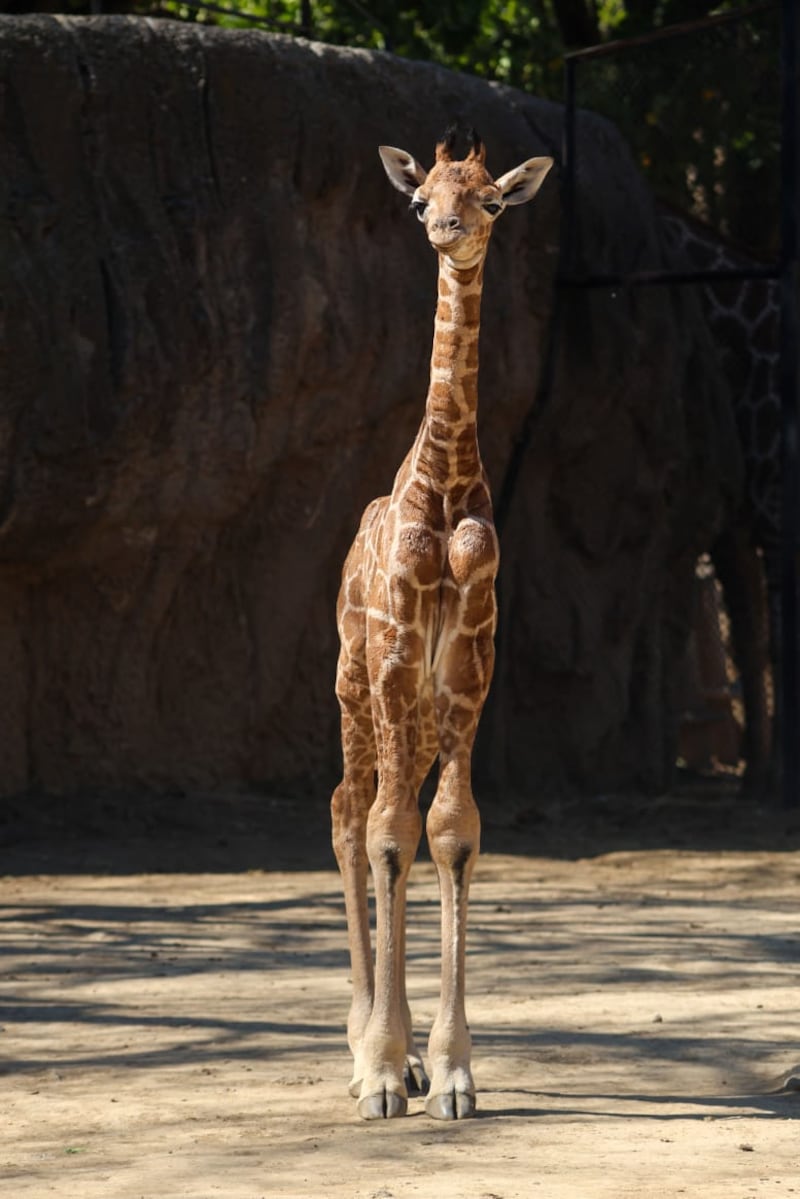 Bautizan como Bartolo a jirafa que nación en Zoológico de Chapultepec