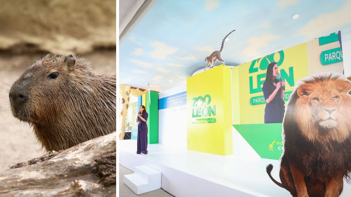 ZooLeón se transforma en un referente nacional con nuevos hábitats, nacimientos, rescates y acceso gratuito para más de un millón de visitantes.