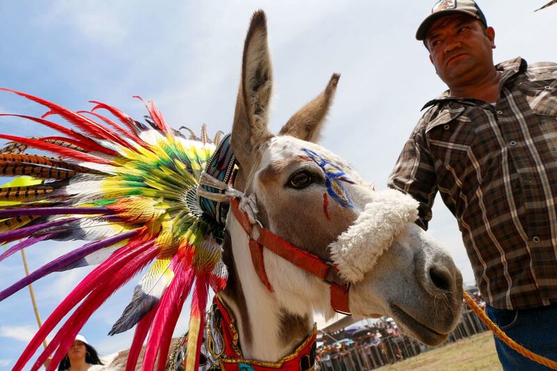 Concurso nacional de burros adornados en Otumba