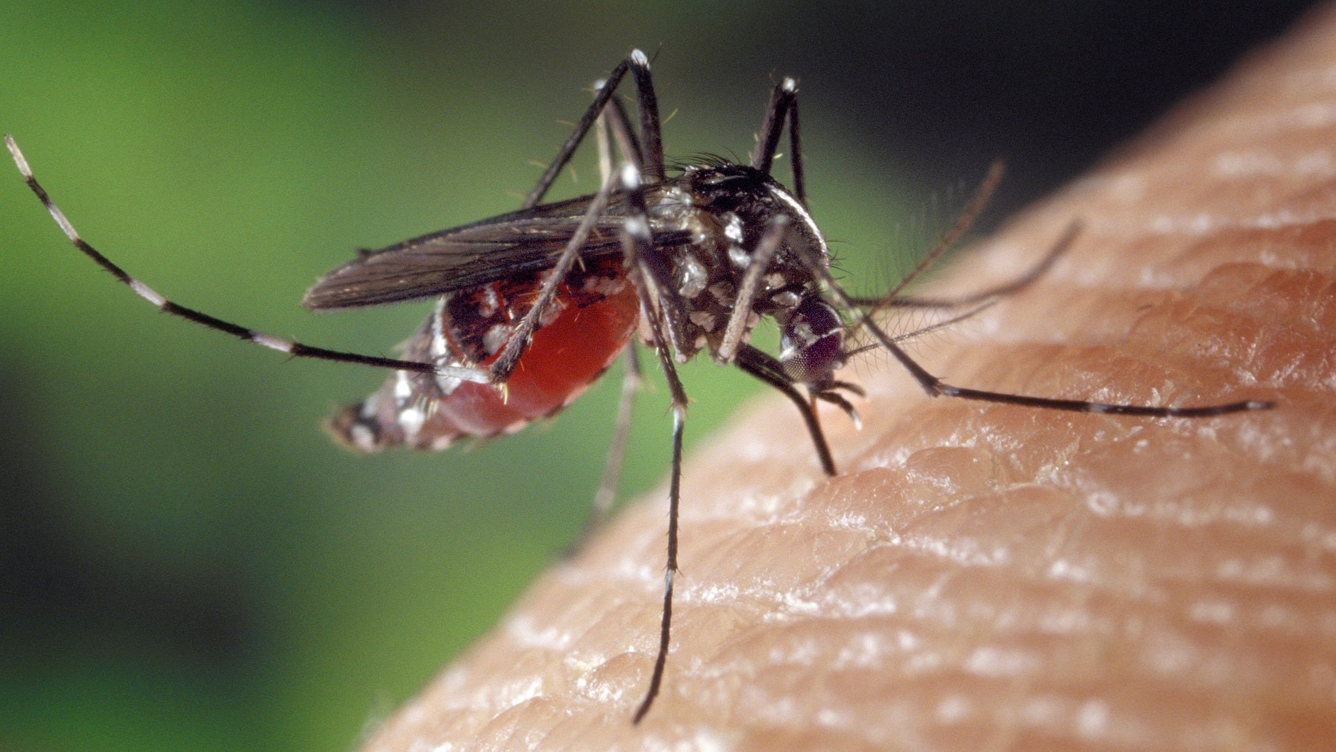 Saiba como prevenir dengue, chikungunya e zika