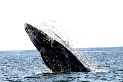 Comienza temporada de avistamiento de ballenas grises en santuarios de Baja California