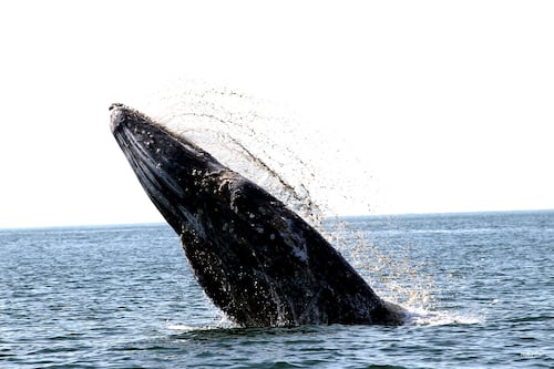 Cientos de ballenas grises arriban a santuarios de El Vizcaíno en Baja California