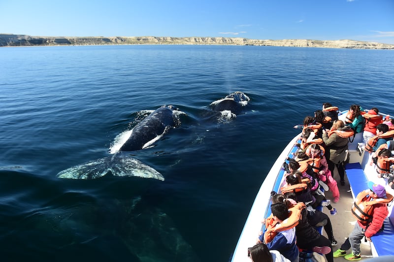 En este paraíso de la Patagonia podrás ver ballenas de cerca, caminar entre pingüinos y relajarte frente al mar en un entorno natural inigualable